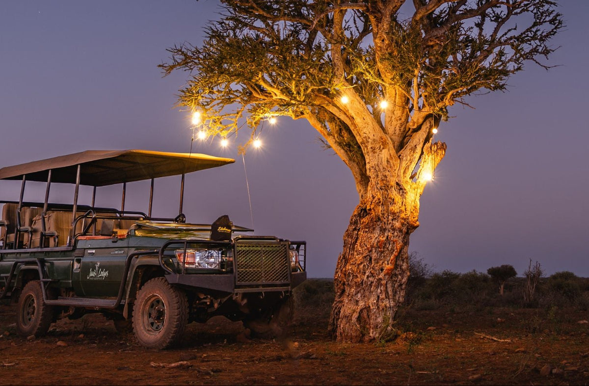 Festoon string lights hung in a bush tree beside a safari game viewer at dusk